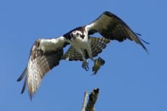 Smith Mountain Lake (May - Osprey); Photo Copyright 2006 Ted Pratt Smith Mountain Lake (May - Osprey); Photo Copyright 2006 Ted Pratt
