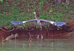 SML (September - Blue Heron); Photo Copyright 2006 Ted Pratt SML (September - Blue Heron); Photo Copyright 2006 Ted Pratt