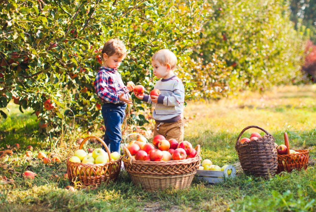 Brothers pick apples at an orchard near Smith Mountain Lake, VA