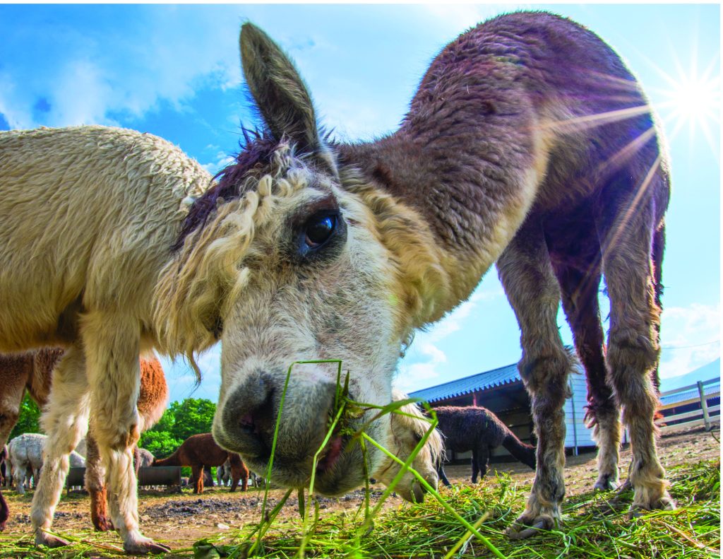 Fuzzy alpaca chows down on some grass.